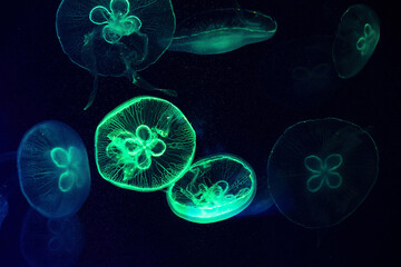 Ethereal glowing jellyfish drift in the deep ocean © serebryannikov