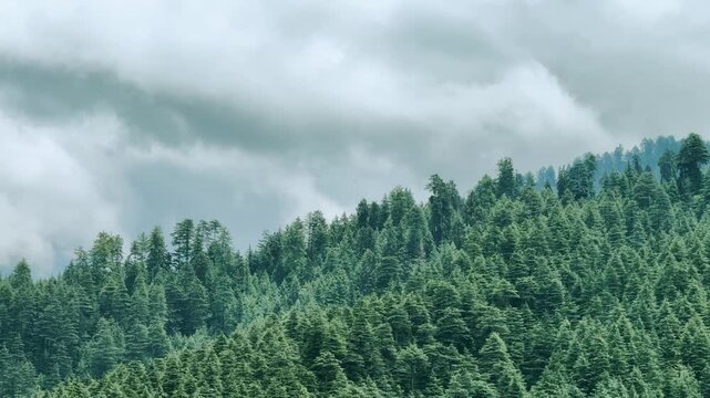 4K shot of dark clouds above the Pine tree forest on a Himalayan mountain peak during the stormy weather with occasional rain drops in front of it at Manali in Himachal Pradesh, India.  