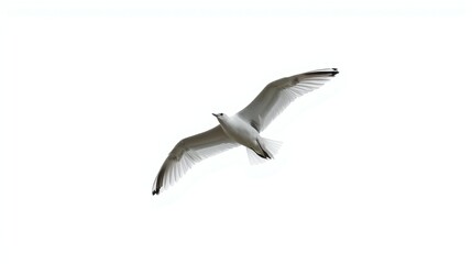 Obraz premium Seagull, flying bird, white background, wildlife photography, aerial view