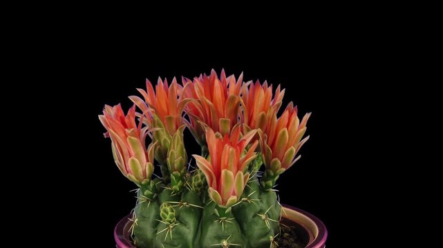 Time lapse of blooming red cactus buds isolated on black background