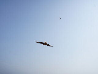 Obraz premium vulture in flight