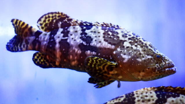 The tiger grouper, or Mycteroperca tigris, is a favorite fish on seafood restaurant menus.
