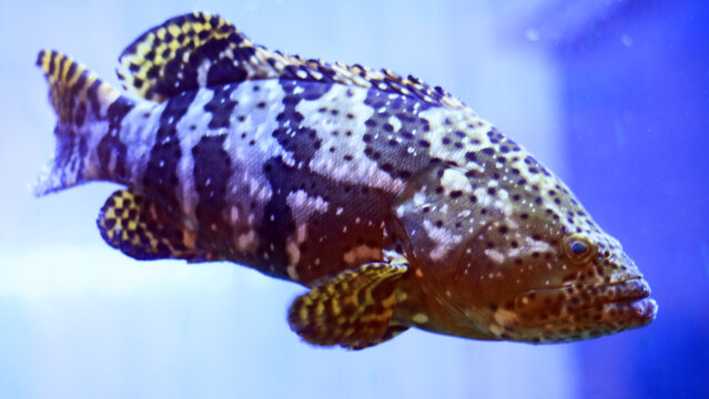 The tiger grouper, or Mycteroperca tigris, is a favorite fish on seafood restaurant menus.