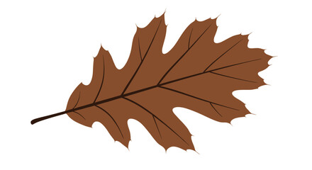 Naklejka premium Detailed brown oak leaf with visible veins and serrated edges isolated on a white background for autumn themes.