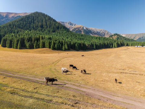 Aerial view of the beautiful Jeti-Oguz Valley in autumn, Issyk-Kul Region, Kyrgyzstan