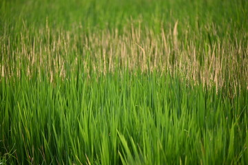 Obraz premium Young Rice Plants Growing in a Green Paddy Field
