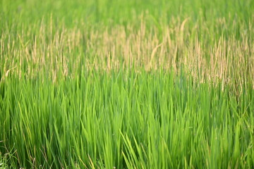 Obraz premium Young Rice Plants Growing in a Green Paddy Field