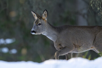 Roe deer walking on snow in winter © Erik Mandre