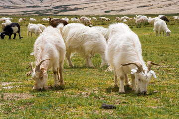 Obraz premium pashmina sheep grazing grass in field