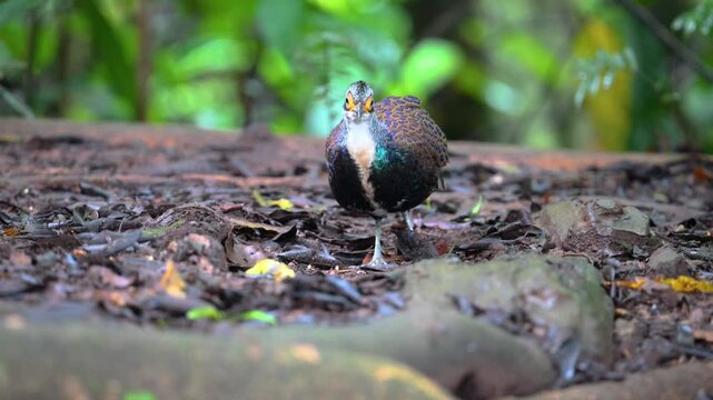 The Malayan peacock-pheasant (Polyplectron malacense) is a medium-sized pheasant of the galliform family Phasianidae. Their plumage is generally pale brown with small black spots and bands all over