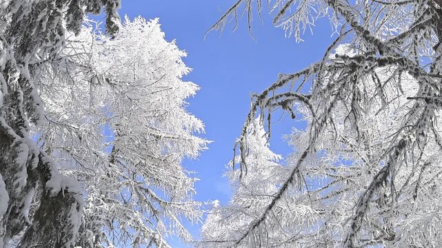 The first rays of spring sunshine melt the snow on the trees 