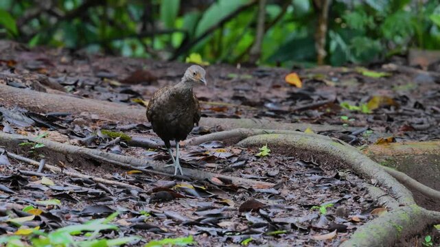 Bornean peacock-pheasant showing colorful feathers in the forest