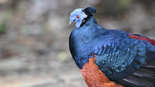 A magnificent Borneo Crested Fireback, scientifically named Lophura ignita, roams in the dappled sunlight of the Borneo rainforest.