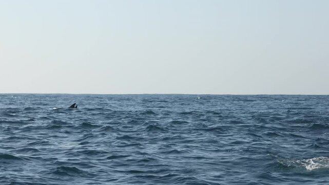 Intense sardine run encounter on the Wild Coast of South Africa, filmed from water level as dolphins launch high out of waves, racing, leaping and rapidly interacting while hunting sardines in ocean