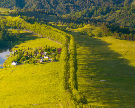 Aerial view of emerald fields meet the dark forest edge, divided by a row of trees, creating a beautiful rural contrast, Vintileasca, Vrancea, Romania.