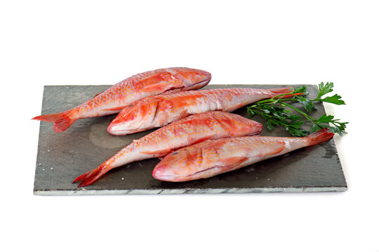 Red mullet