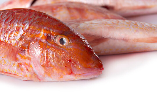 Red mullet