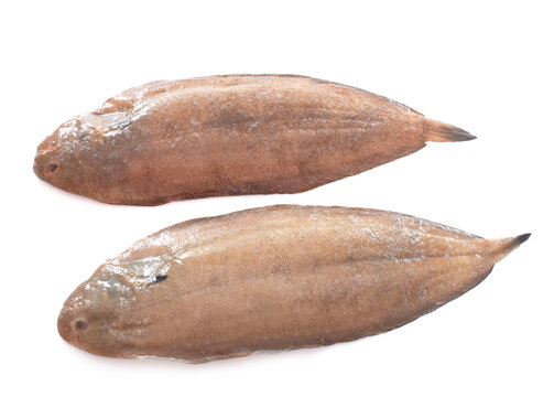 two sole fishes