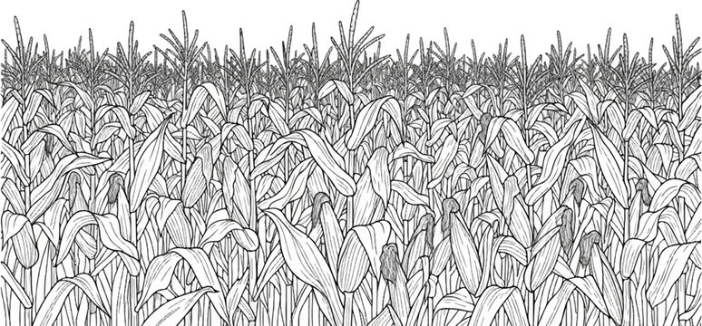 A detailed line drawing depicts a dense field of corn stalks under a white sky