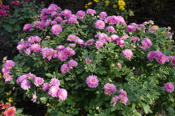 Obraz premium Many bright pink flowers of Chrysanthemums in October