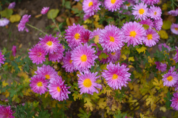 Obraz premium Mass of pink flowers of Chrysanthemums in mid November