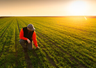 Young farmer examing planted young wheat