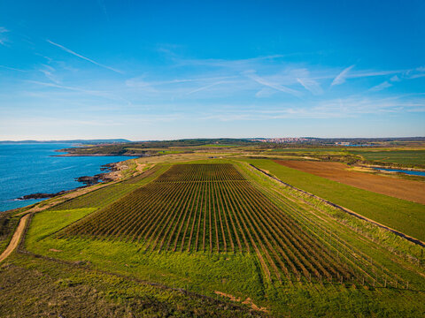 Aerial view of vibrant green agricultural fields meet the rocky coastline under a clear blue sky, contrasting with the deep blue sea, Liznjan, Istria County, Croatia.