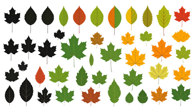 Autumn and Green Tree Leaves Collection &ndash; Botanical Foliage Vector Set