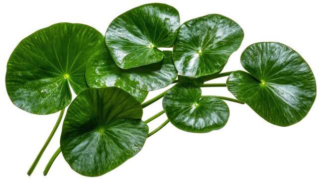 Leaves of Hydrocotyle verticillata plant