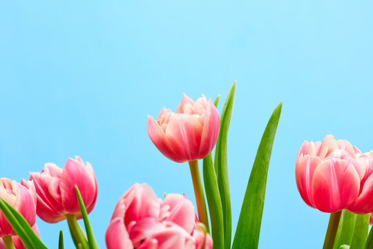 Beautiful pink tulips flowers blooming on light blue background