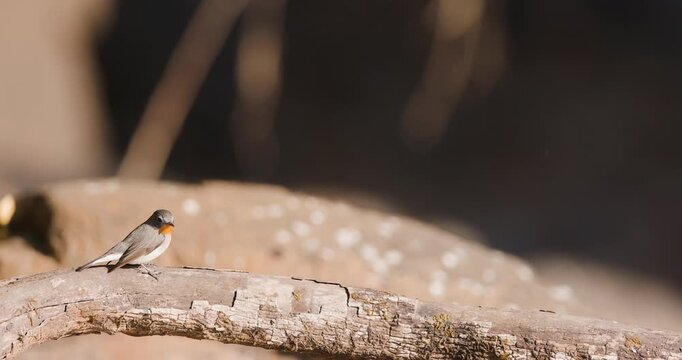 Male Red-breasted Flycatcher bird rests on a forest branch in the warm morning light.