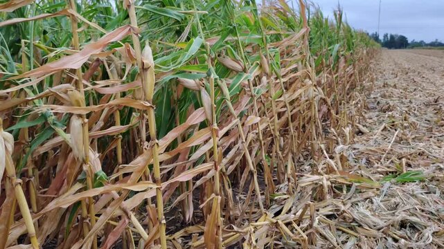 View of a flint corn field (likely the Cristalino Colorado) almost ready for harvest.