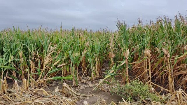 A flint corn field (likely the Cristalino Colorado) is almost ready for harvest. Slow-motion.