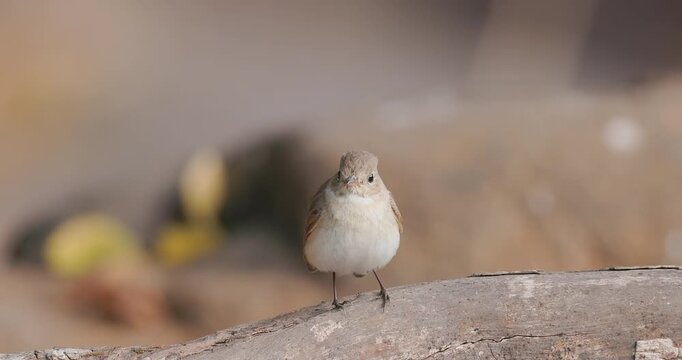 Closeup Female Red-breasted Flycatcher bird watchful leaps from a branch to snatch a flying insect.