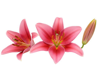 Obraz premium Pink lilies in full bloom isolated on transparent background
