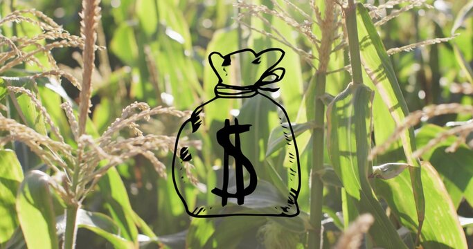 Showing black hand drawn money bag with dollar sign overlaying cornfield, with ears silks tassels