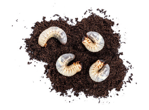 Group of four L3 stage Kabutomushi Japanese rhinoceros beetle - Trypoxylus dichotomus larvae on breeding flake substrate soil isolated on white background.