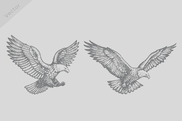 Fototapeta premium Vintage isolated eagle illustration ink sketch. Engraving style eagle vector for creative design. Eps 10