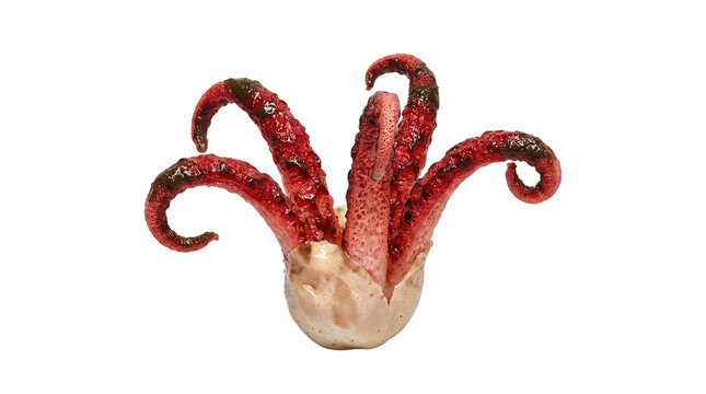 Vivid crimson tentacles of the Stinkhorn mushroom dramatically unfurl, bursting from its delicate, pale casing against a pure white setting