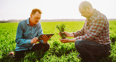 Two farm workers with a digital tablet and a green plant work in a field at sunset. Agronomists...