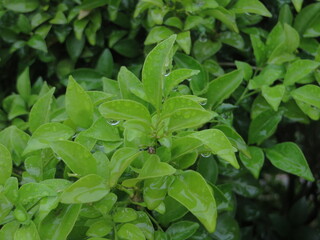 Close-Up of Bright Green Glossy Leaves with Dew Drops in Natural Garden Setting