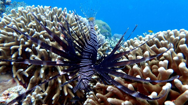 Philippines sea life