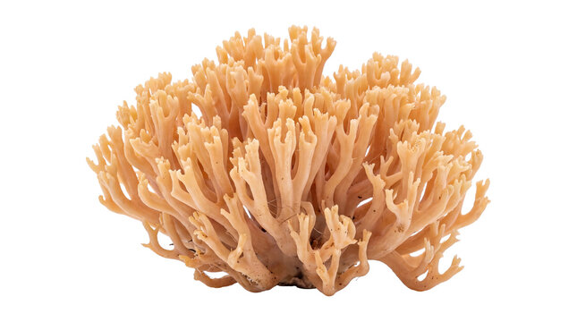 Delicate coral fungus bloom on a pristine white canvas, showcasing its intricate, branching artistry