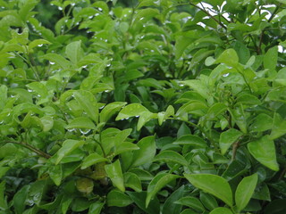 Dense Green Citrus Foliage with Unripe Fruit Growing in Fresh Rainy Garden