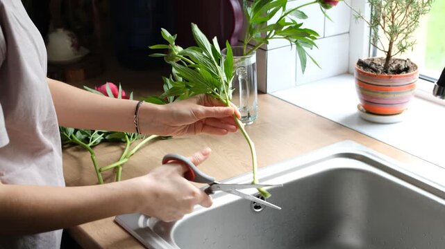 Female florist cutting fresh peony stems with scissors and arranging a beautiful pink flower bouquet in a glass vase on a wooden kitchen countertop next to a window and sink