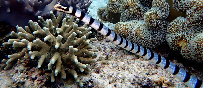Philippines sea life