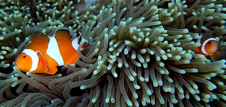 Philippines sea life