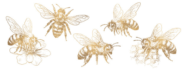 Vector set of vintage golden honey bees in pencil sketch engraving style. Hand drawn insects including flying bee, symmetrical bee, bee on flower and honeycomb isolated on white for packaging, labels  © Julia