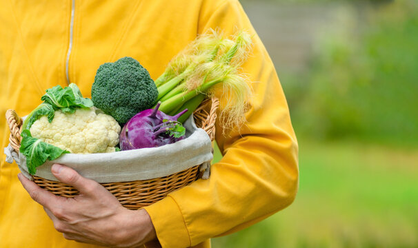 Hands of farmer holding basket with cauliflower, broccoli, corn, and kohlrabi. Harvest season, organic vegetables, healthy eating, and local farm food.