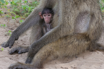 Baby vervet monkey © Andrew